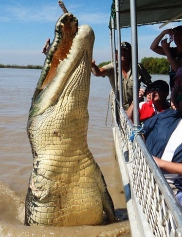crocodile saltwater giant huge animals croc australia water big salt crocodiles alligator factzoo enormous philippines photoshop caught devil prophets teachers