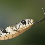 Grass Snake