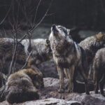 6 Ways To Weed Out Wolves In The Church